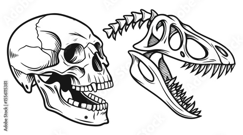 Vintage Engraving of Dinosaur Skull and Human Skull Side-by-Side