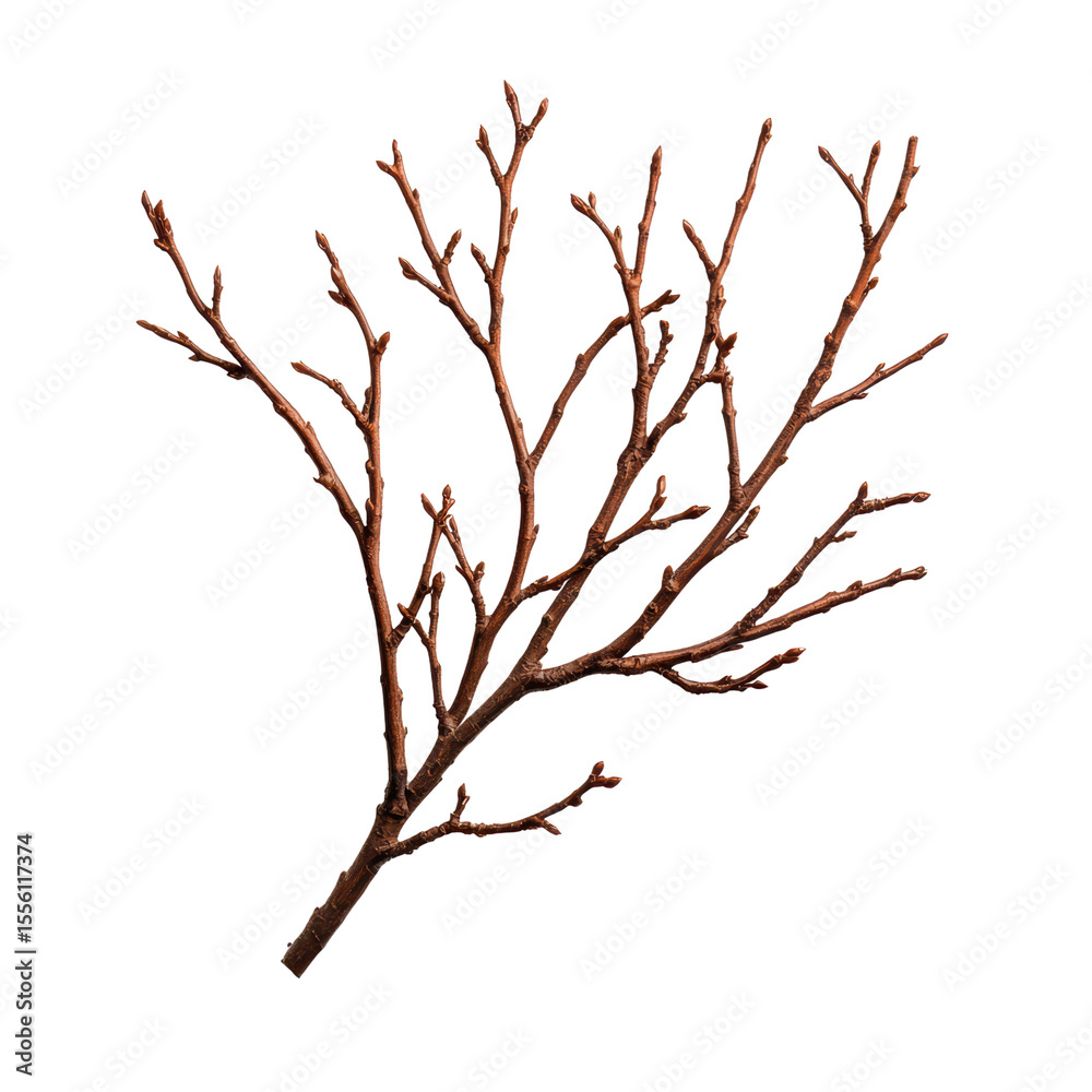 Obraz premium Intricate bare branch with budding twigs