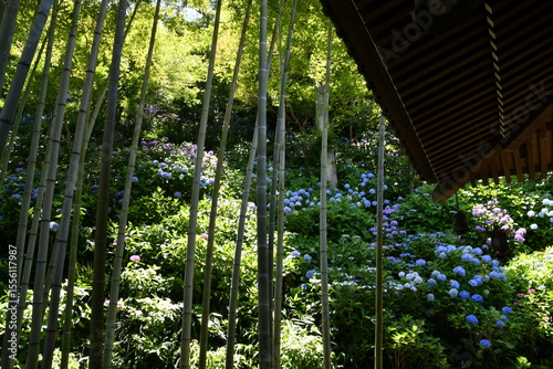 長谷寺のあじさいと竹林