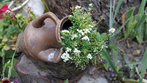 clay pot and flowers