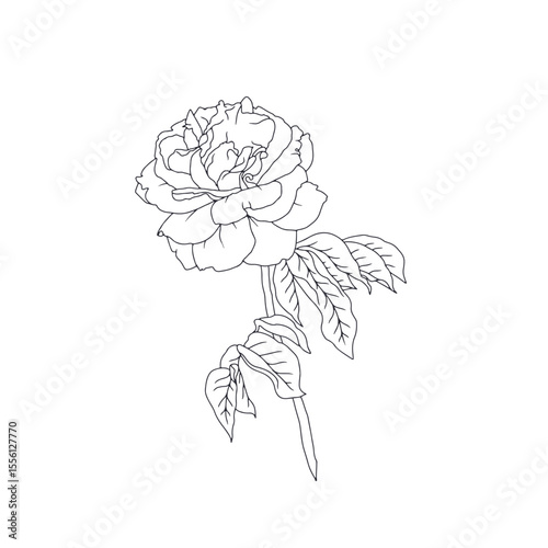 Hand drawn black and white line art rose flower with leaves isolated on white background. romantic botanical vector illustration