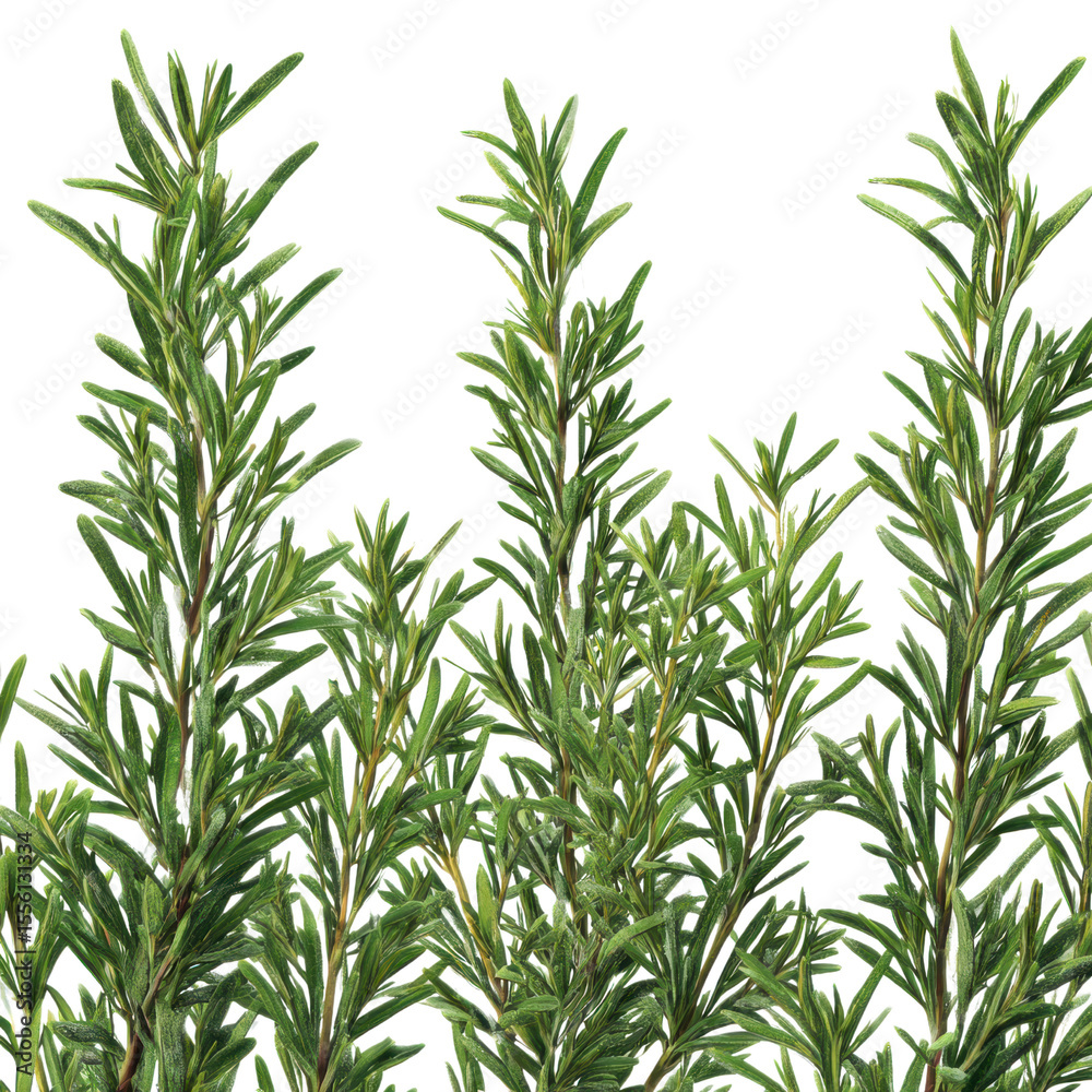 Fototapeta premium rosemary sprigs png, mediterranean herb png