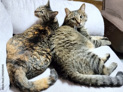 Two tabby cats relaxing together on a sofa at home. A cozy and heartwarming scene, ideal for themes of pets, animals, companionship, or domestic life.
