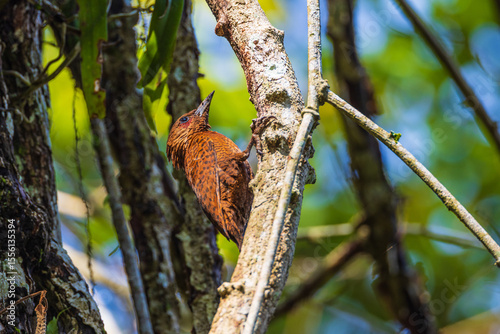 Rufous Woodpecker is looking for food on the tree.