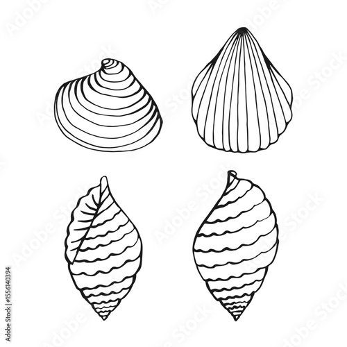 Set of seashells. Hand drawn vector illustration.