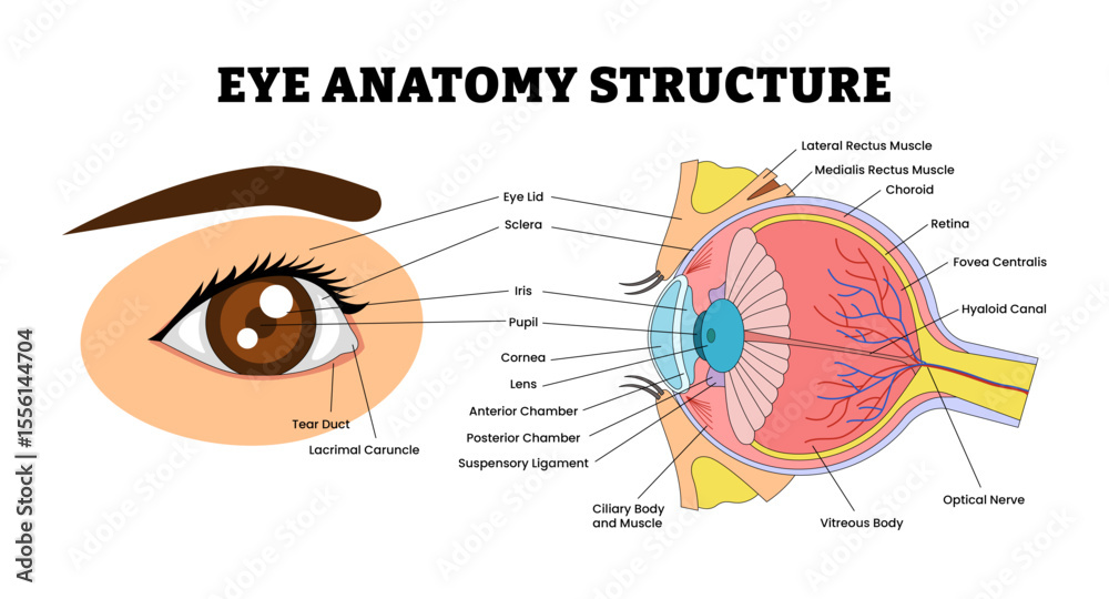 Fototapeta premium Eye Anatomy Structure Diagram Infographic for Educational Medical Poster Design Healthcare Scheme, Labeled Cornea, Pupil, Iris, Tear Duct, Retina, Eye Lid, Sclera, Choroid, Optical Nerve.