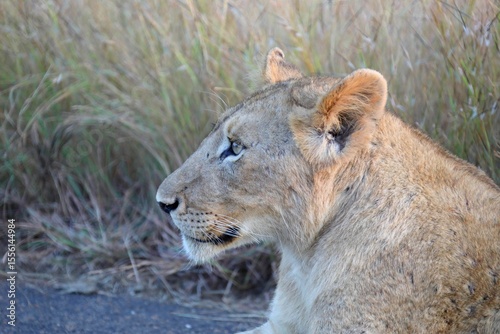 Close-Up Profile of a Lioness Resting in the Grass During Golden Hour