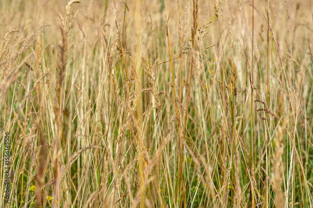 Fototapeta premium Yellow, overgrowth grass close up shot on wild windy summer day.