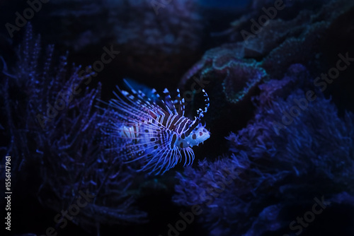 Portraif of beatiful Dendrochirus zebra also known as the zebra turkeyfish.	
