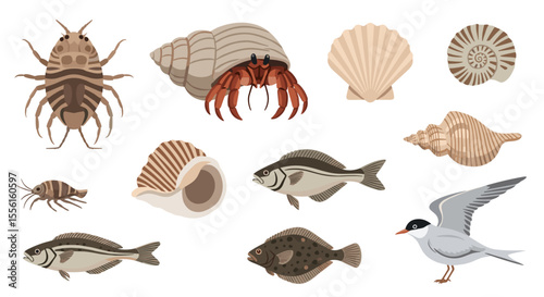 Illustration of various marine life including crustaceans shells fish and a bird
