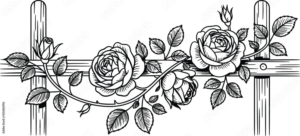 Black and white rose vines on a wooden trellis outlined illustration