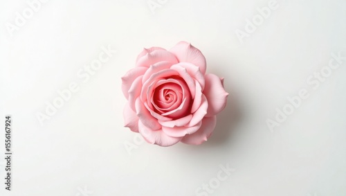 Beautiful pink rose with water drops on a white background