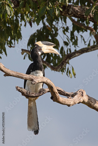 A malabar pied hornbill photographed in the wild resting on some branches of a large tree.
