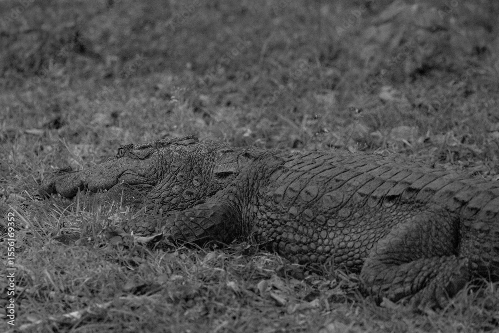Obraz premium Black and white portrait image of a large mugger crocodile in the wild. 