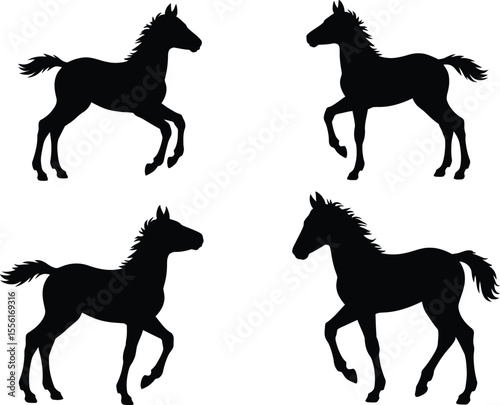 Four foal silhouettes young horses in black isolated against a white background