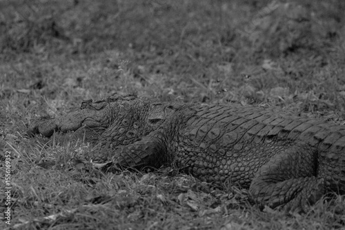 Black and white portrait image of a large mugger crocodile in the wild. 