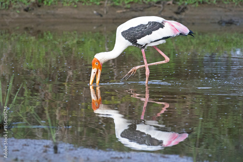 A painted stork scrummages through some shallow water pools looking for food.