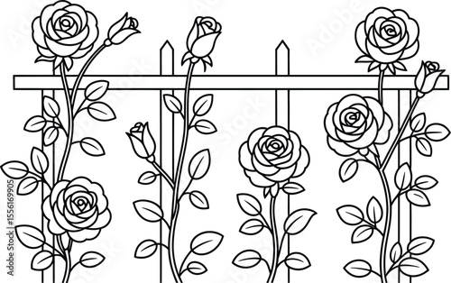 Rose vines climbing a white picket fence black and white outline drawing