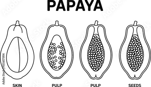Papaya anatomy diagram black and white illustration detailed skin pulp seeds
