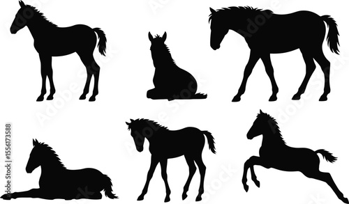 Collection of foal silhouette poses isolated on white background beautiful equine set