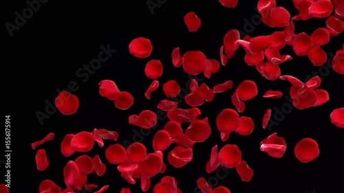 Wallpaper Mural Seamless looping 4K video of red rose petals gracefully flying over a beautiful black background—perfect for Valentine’s Day, Mother’s Day, spring, and summer blossom themes.
 Torontodigital.ca