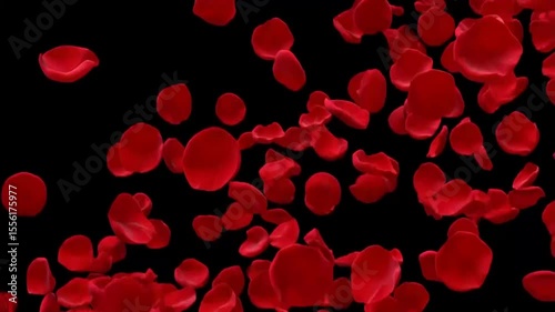 Wallpaper Mural Seamless looping 4K video of red rose petals gracefully flying over a beautiful black background—perfect for Valentine’s Day, Mother’s Day, spring, and summer blossom themes.
 Torontodigital.ca