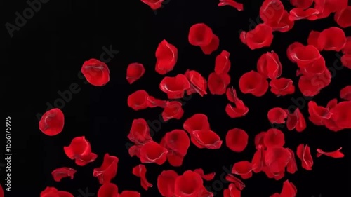 Wallpaper Mural Seamless looping 4K video of red rose petals gracefully flying over a beautiful black background—perfect for Valentine’s Day, Mother’s Day, spring, and summer blossom themes.
 Torontodigital.ca