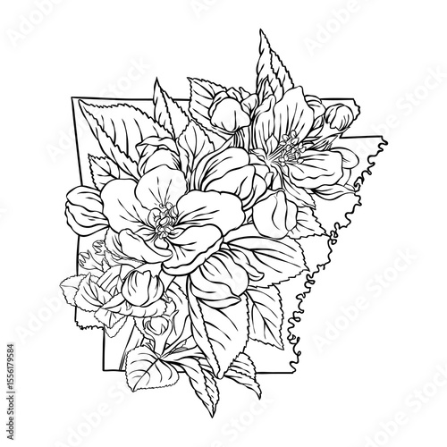 Arkansas state flower, lineart vector illustration of apple blossom flower, fits the Arkansas state map frame, cool for stickers, coloring books, t-shirts, etc.