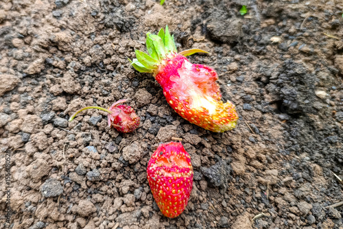 Strawberry berries sat pests Ripe strawberries resting on soil, showcasing the bounty of summer harvest. garden garden, organic berries