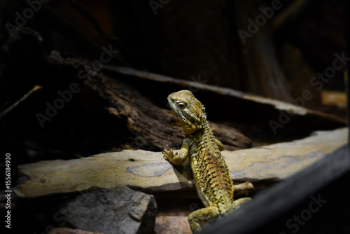 Rankin's dragon also known as Pogona henrylawsoni.