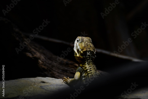 Rankin's dragon also known as Pogona henrylawsoni.