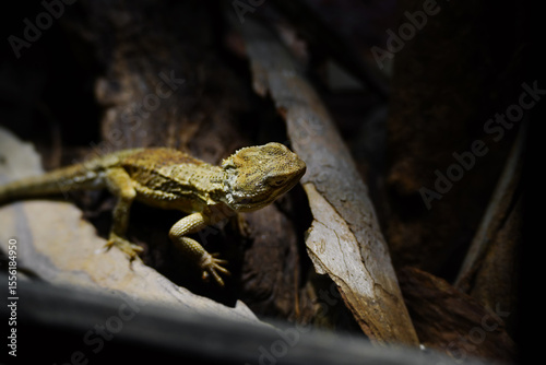 Rankin's dragon also known as Pogona henrylawsoni.