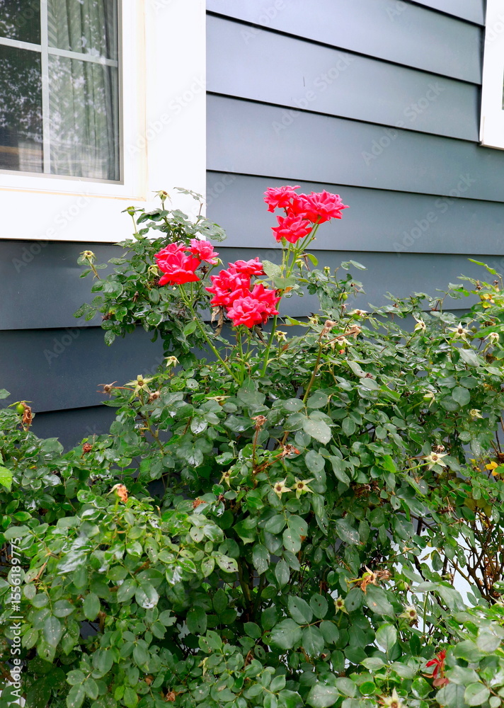 Naklejka premium House with Grey Siding and Rosebush