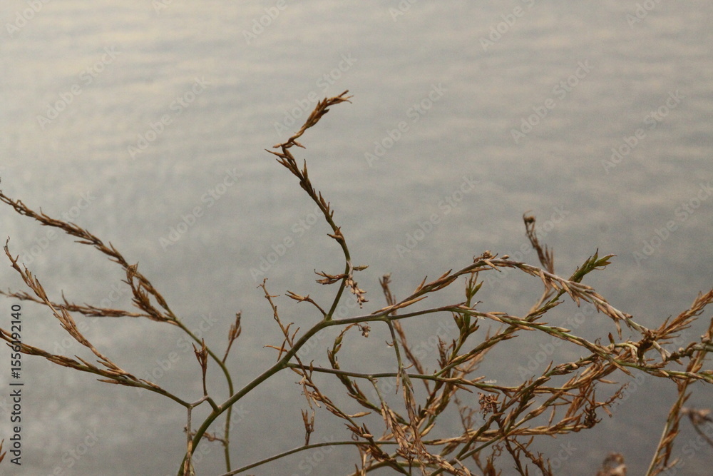 Fototapeta premium dead tree branches