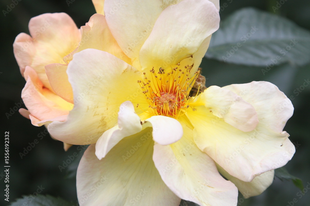 Fototapeta premium white and yellow flower