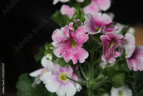close up of pink flower