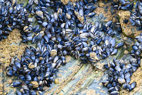 muscles on the rocks