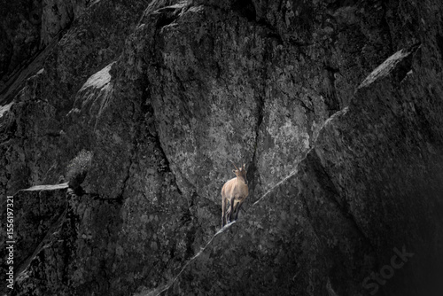 Canvas Print Montain goat on a cliff