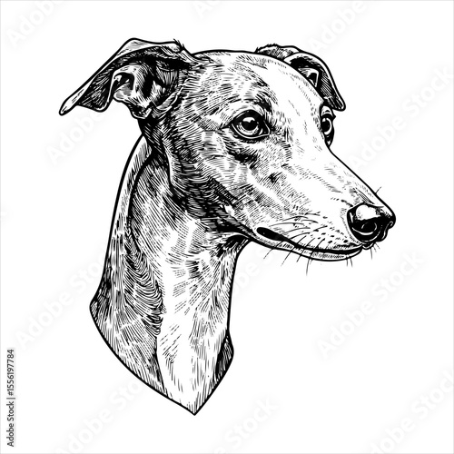 head Whippet dog pet portrait engraving intricate retro hand drawn style line art black and white vector illustration, isolated on white background