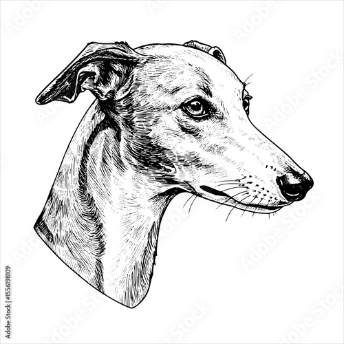 head Whippet dog pet portrait engraving intricate retro hand drawn style line art black and white vector illustration, isolated on white background