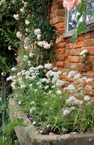 Bed of Chives plants growing in a stone trough, Kent England
