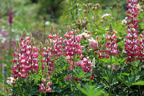 Bed of red and white Lupin blooms, Kent England
