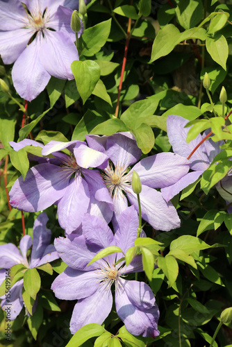 Closeup of sunlit of purple Clematis blooms and foliage, Kent England
