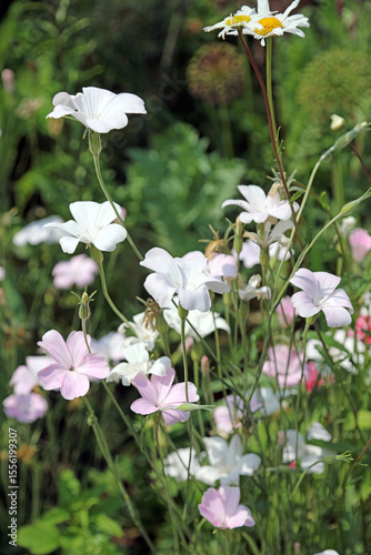 Closeup of white and pink Corncockle blooms, Kent, England
