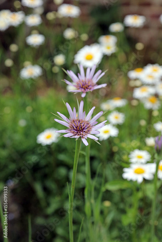 Closeup of two Common Salsify blooms, Kent England 
