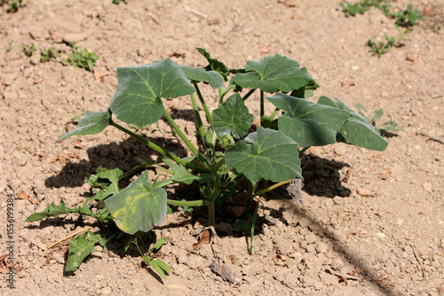 Pumpkin Cucurbita pepo, also known as field pumpkin and squash, displays a sprawling young plant with large, rounded green leaves, growing low to the ground in dry garden soil