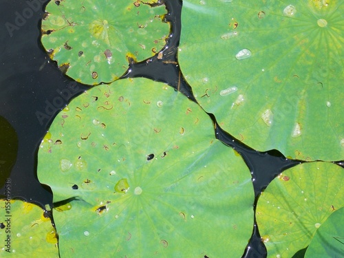 Lotus pond water plants