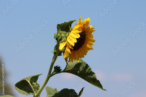 Sunflower Helianthus annuus, also called common sunflower, displays a large yellow flower head with dark center and broad green leaves, set against a clear blue sky in summer