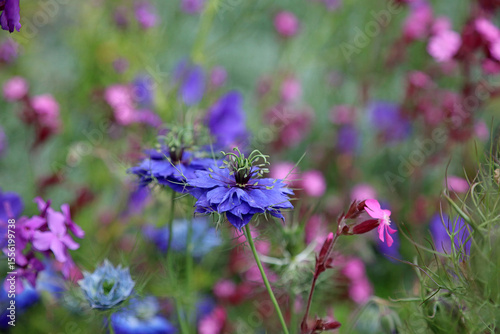 Macro image of a Love-in-a-mist flower, Kent England

