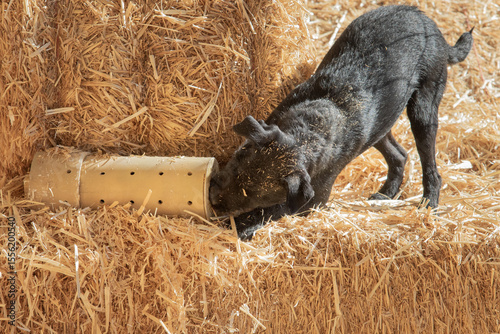 Photography Black terrier finding a rat in a tube in the hay